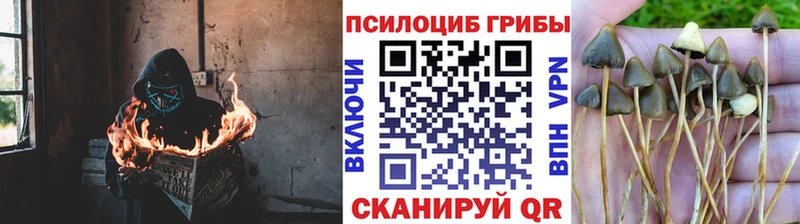 Галлюциногенные грибы мухоморы  купить наркотик  блэк спрут   Ардатов 